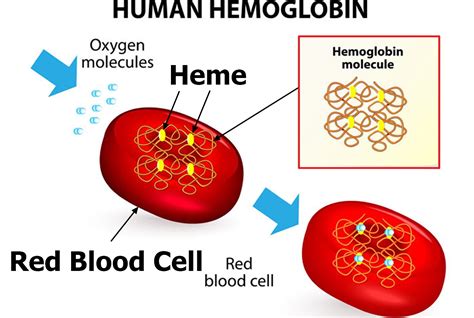  ヘモグレンス：この単細胞生物は、なぜ赤血球に宿るのか？