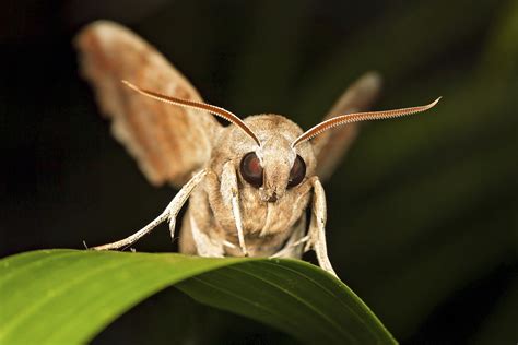  フキトラノオ  - 繊細な羽根を持つ夜行性の昆虫、その謎めいた生態を探る！