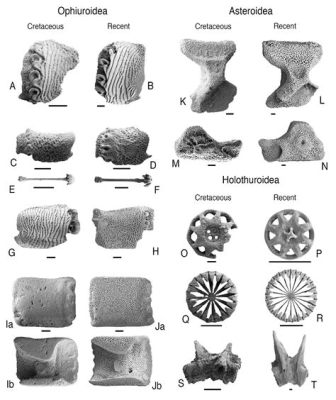  パラデオン：古代の海の化石と現代の森林の住人！