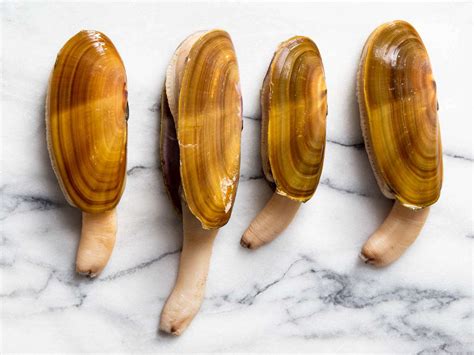   razor clam:  A Mysterious Mollusk that Lives Between Tides and Sands 