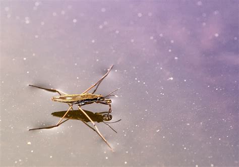  ワラムシ！鮮やかな色彩と奇妙な再生能力を持つ、水中の小さなドラマの主役